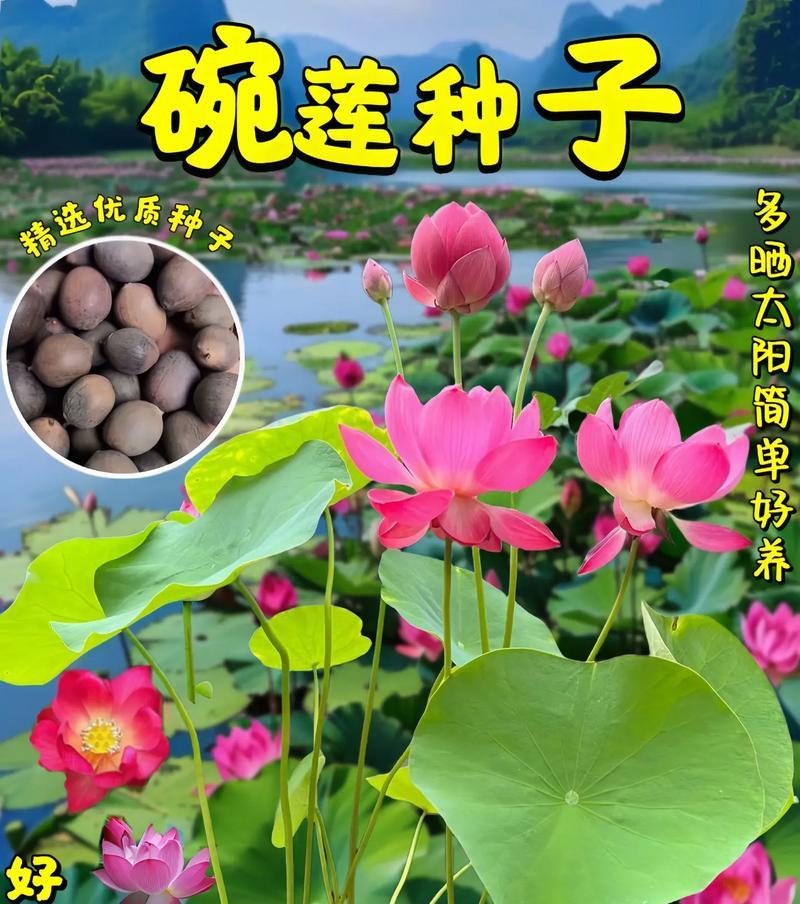 荷花是否只生长在淡水中？荷花的生长环境有哪些要求？