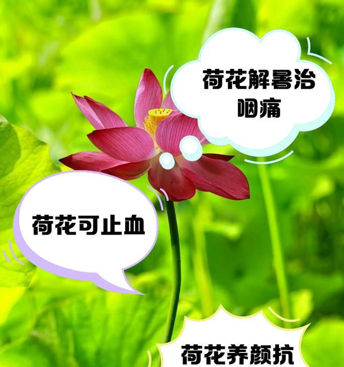 荷花是否只生长在淡水中？荷花的生长环境有哪些要求？