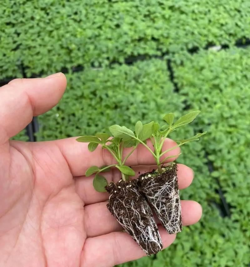 醉蝶花怎样种植？种植过程中有哪些注意事项？