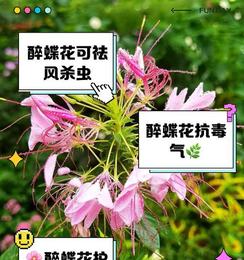 醉蝶花怎样种植？种植过程中有哪些注意事项？