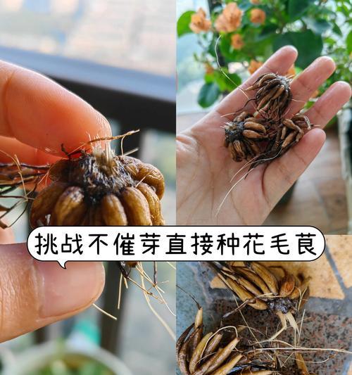 花毛茛如何种植？种植过程中需要注意什么？