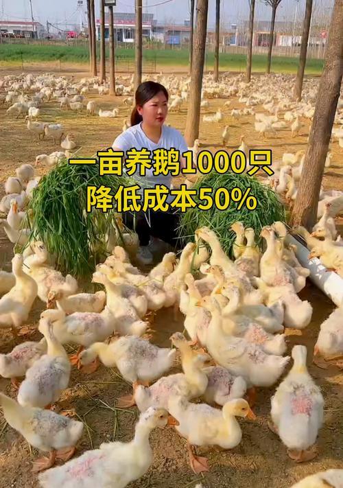 养鹅时种草有哪些好看的选择？