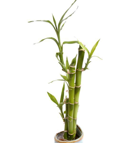 绿化植物最适宜的气温是多少？如何根据气温选择绿化植物？