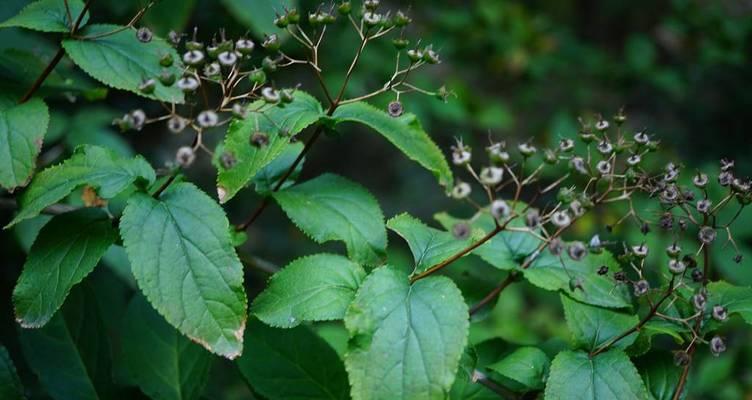 光叶溲疏的种植方法是什么？有哪些关键步骤？