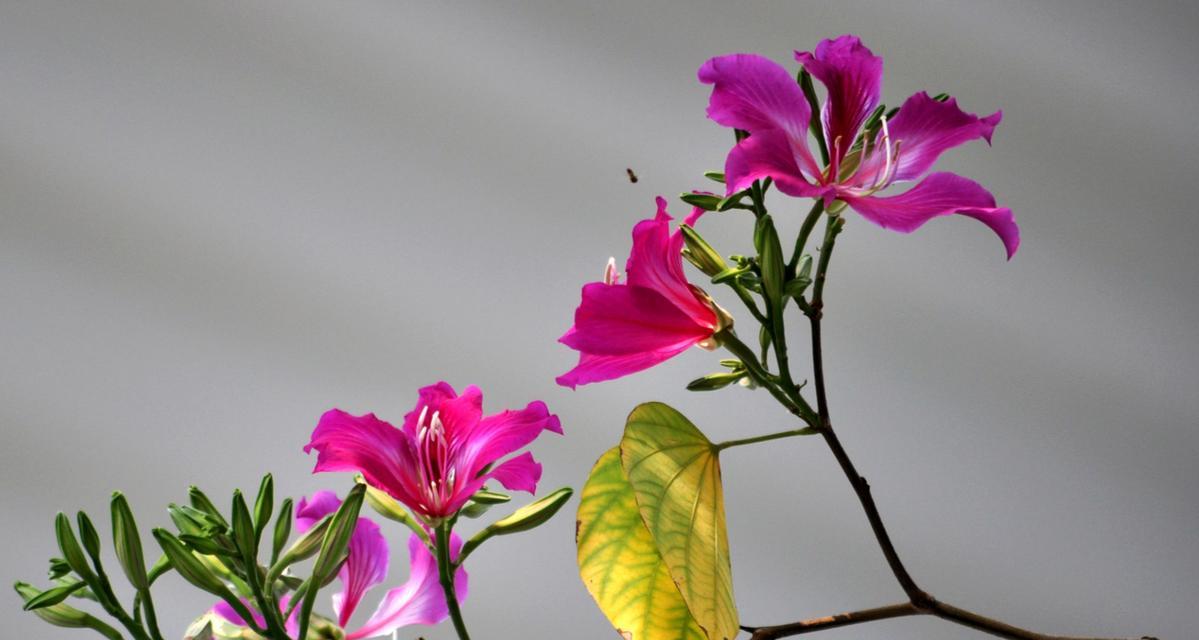 子荆花的寓意和花语是什么？
