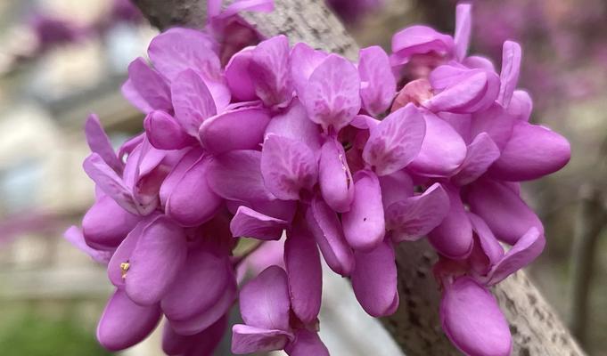 子荆花的寓意和花语是什么？