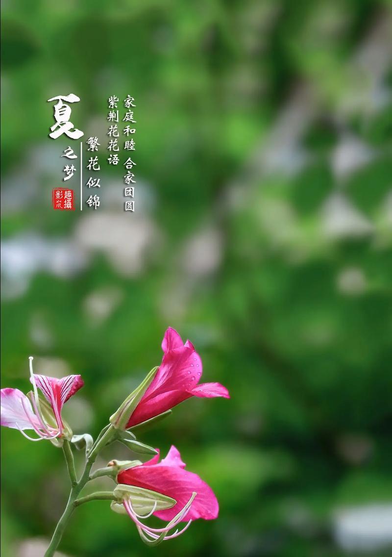 子荆花的寓意和花语是什么？