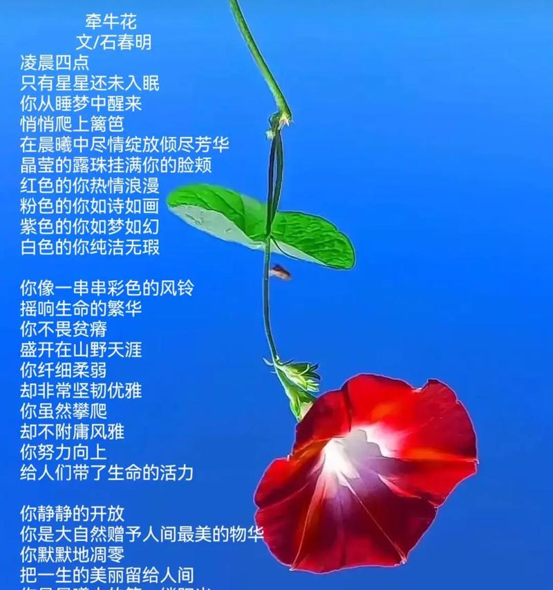 数字13的花语有何特别含义？它在花语中象征着什么？