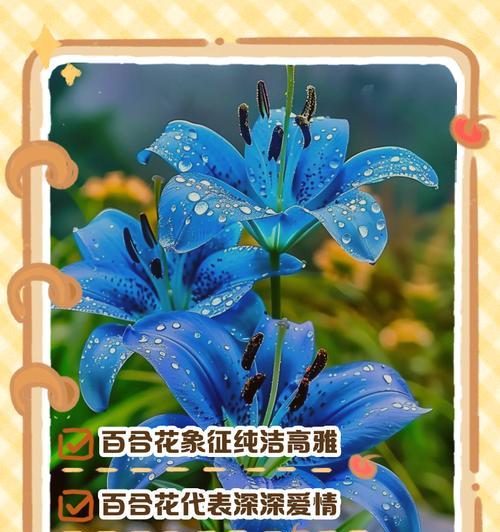 数字13的花语有何特别含义？它在花语中象征着什么？