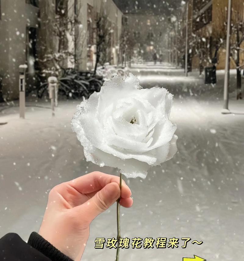 雪玫瑰的浪漫花语是什么？
