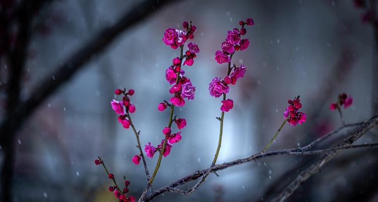 树上花的花语有哪些含义？