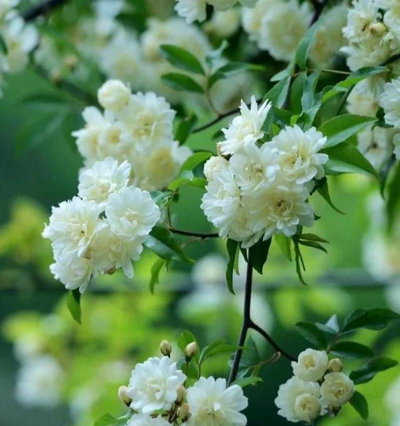 树上花的花语有哪些含义？
