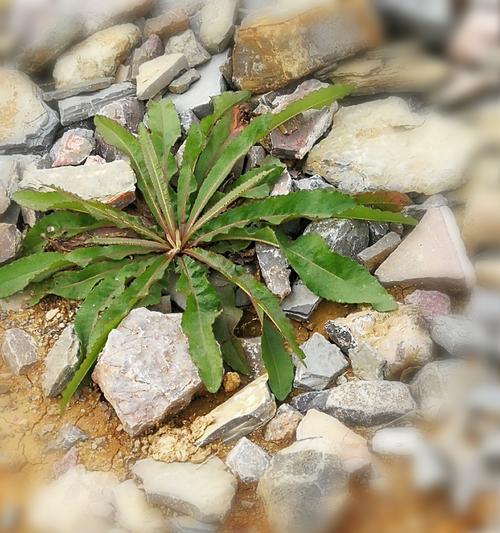 迎着春风的花语有何含义？它代表了什么？