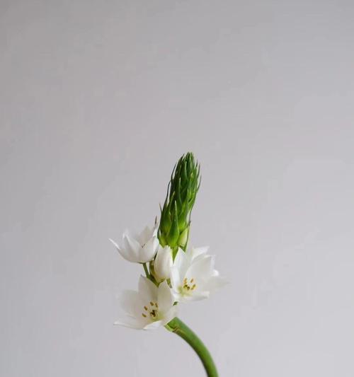 白色系花卉的花语寓意是什么？它们代表了什么？