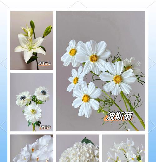 白色系花卉的花语寓意是什么？它们代表了什么？