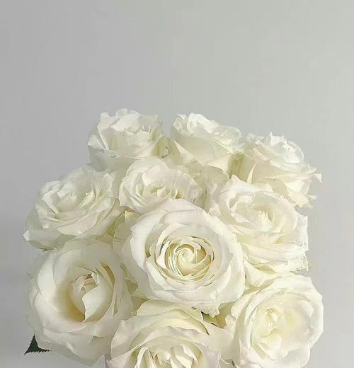 白色系花卉的花语寓意是什么？它们代表了什么？
