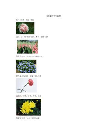 国兰是什么花语的花名和寓意？它代表了什么？