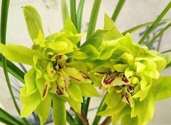 国兰是什么花语的花名和寓意？它代表了什么？