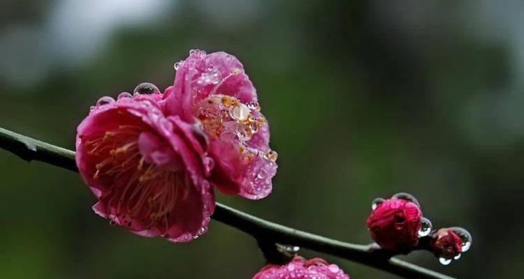 红梅的花语有何含义？红梅的寓意是什么？