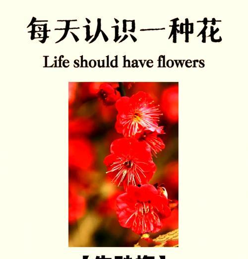 红梅的花语有何含义？红梅的寓意是什么？