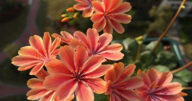 薇花的花语有哪些？它代表了什么样的情感？