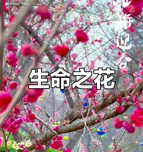 红梅的花语含义是什么？红梅象征着什么？
