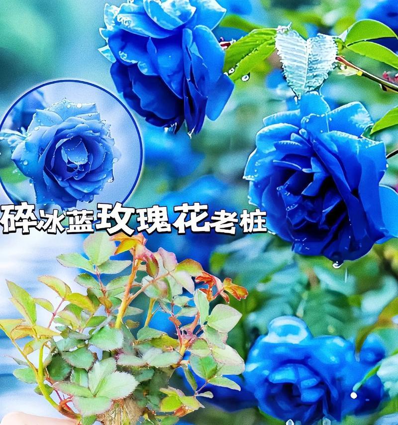 15朵人鱼妖姬花语代表什么？