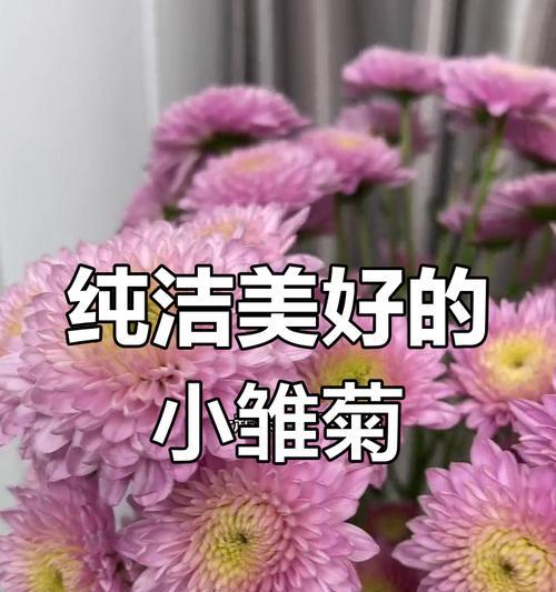 小雏菊的花语象征寓意能否表达爱意？