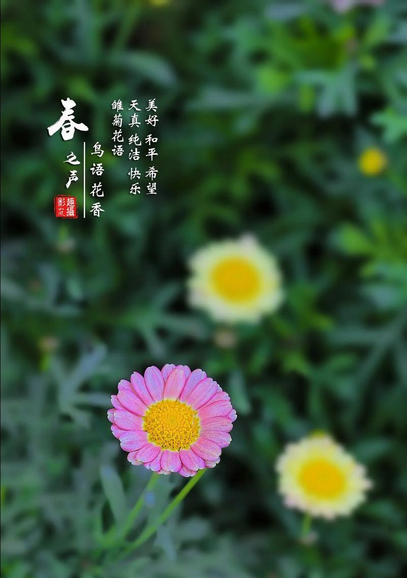 小雏菊的花语象征寓意能否表达爱意？