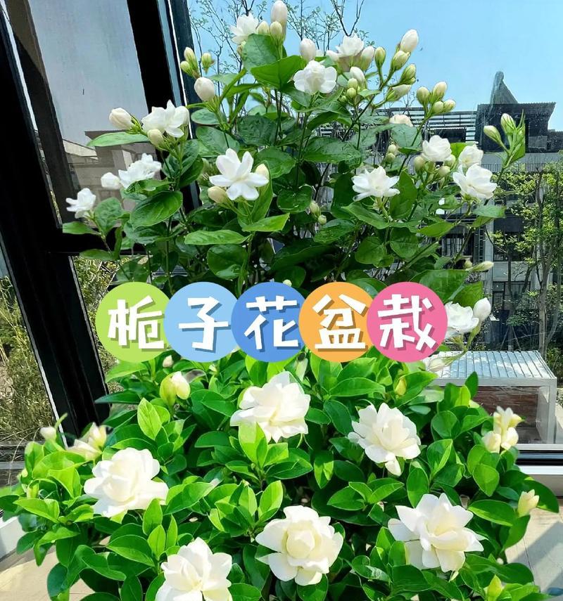 枙子花的花语代表了什么？它有什么特别的含义？