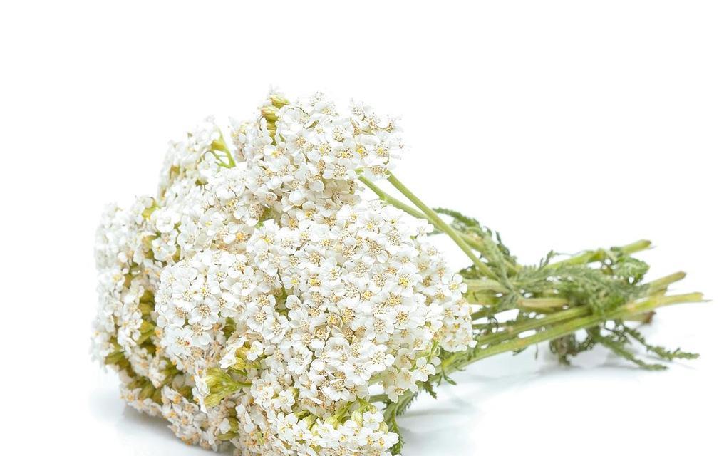 西洋诗草的花语代表了什么？