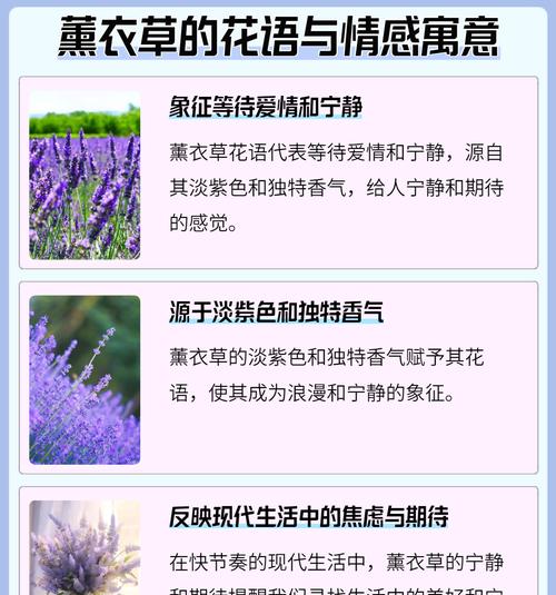蔷薇花朵的花语是什么花？它象征着什么？
