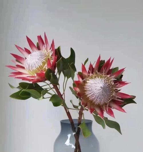 哪种花语最适合表达对皇后的敬意？