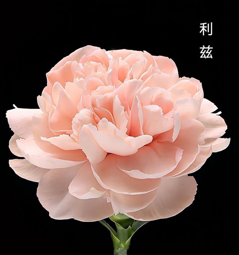 哪种花语最适合表达对皇后的敬意？
