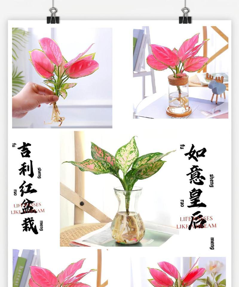 哪种花语最适合表达对皇后的敬意？