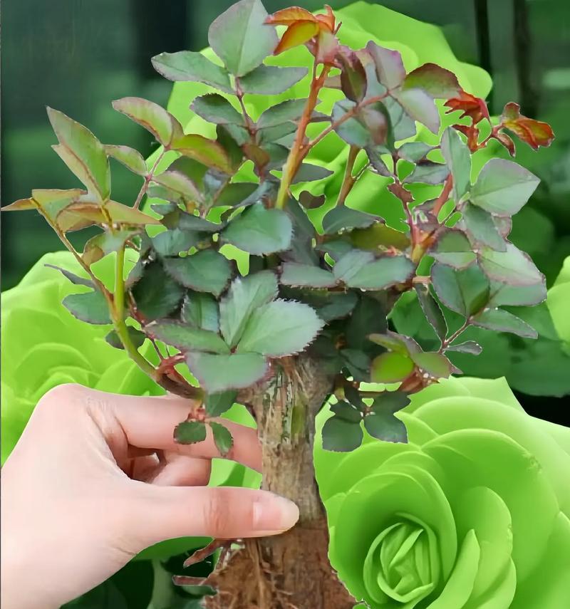 绿色玫瑰花象征的精神有哪些特点？