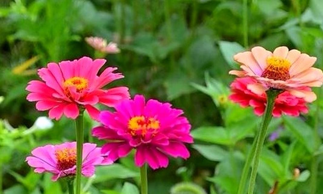 步步高升的花语道具代表什么？