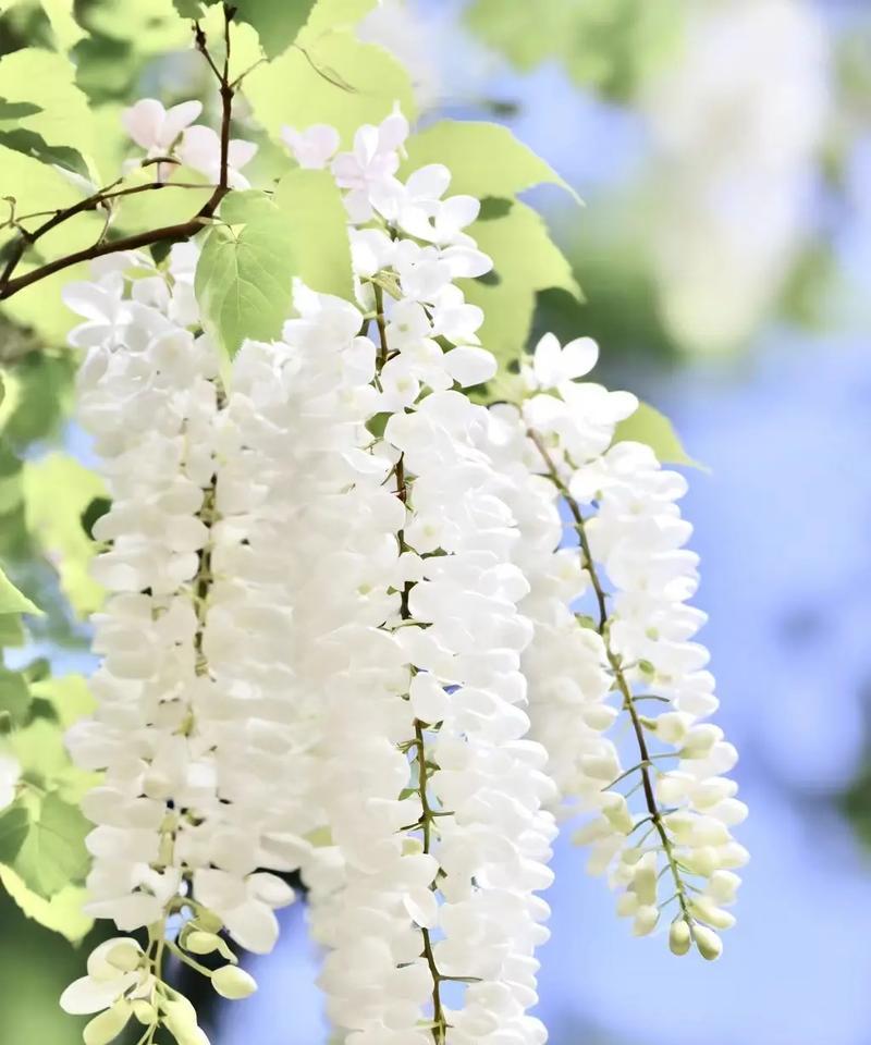 黄芥子花的花语和寓意是什么？它代表了哪些情感？