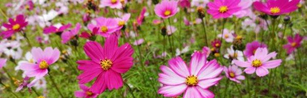 黄芥子花的花语和寓意是什么？它代表了哪些情感？