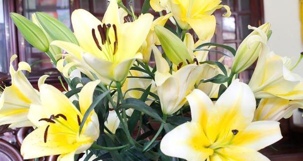 黄芥子花的花语和寓意是什么？它代表了哪些情感？