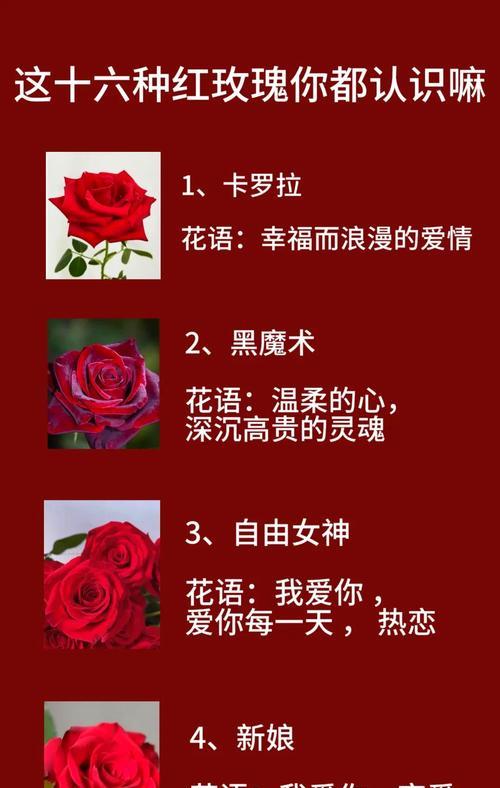四十九朵玫瑰花语是什么？它传递了怎样的情感？