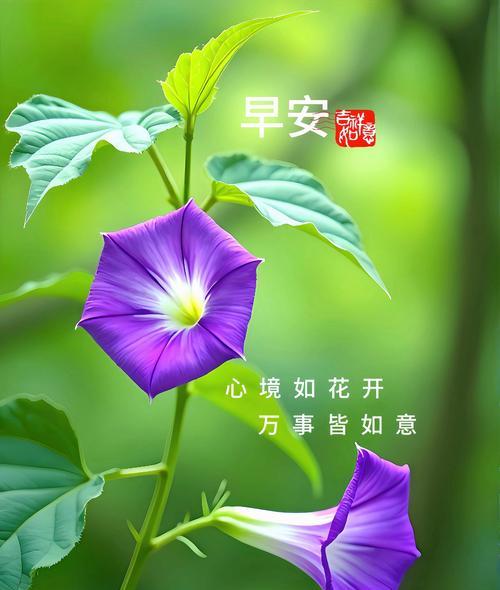 我们的时光吉加花语是什么意思？它代表了什么情感？