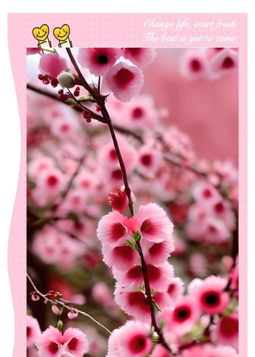 道具美人花的花语是什么意思？这种花语有何寓意？