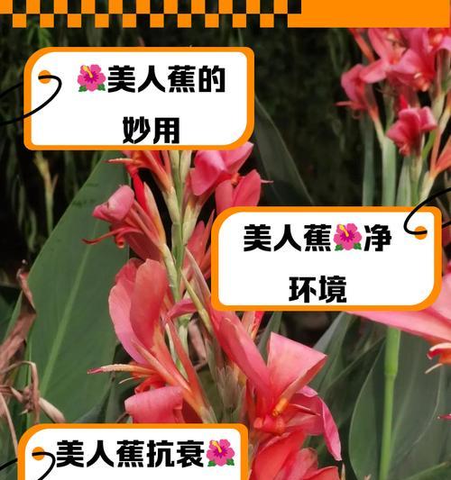 道具美人花的花语是什么意思？这种花语有何寓意？