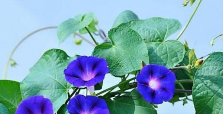 紫杉果树象征着什么？它的花语有何寓意？