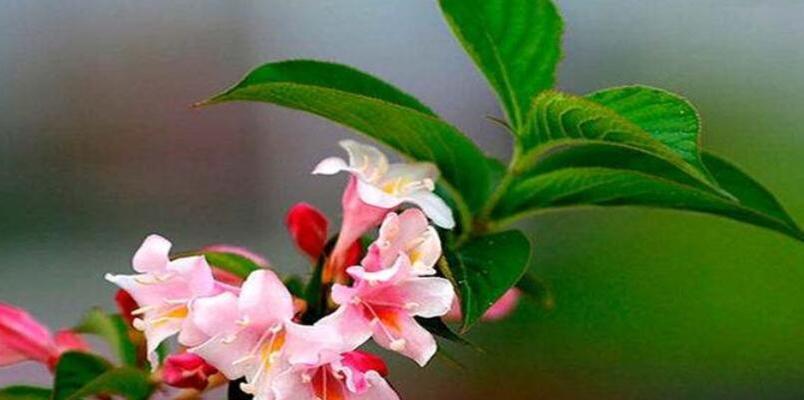 紫杉果树象征着什么？它的花语有何寓意？