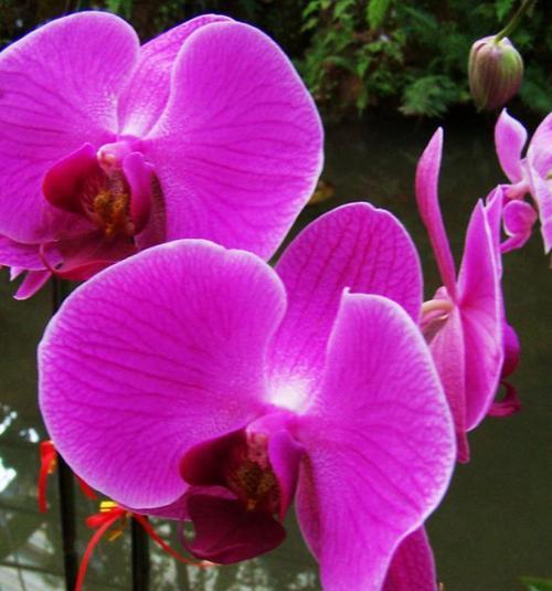 紫杉果树象征着什么？它的花语有何寓意？