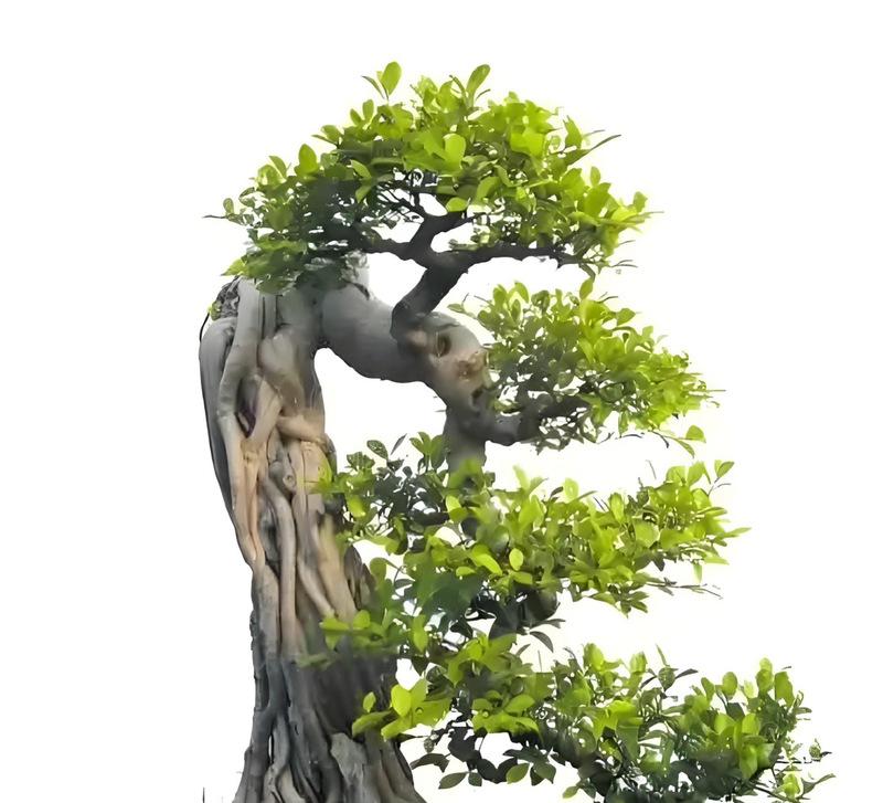 榕树的花语代表什么廉洁？