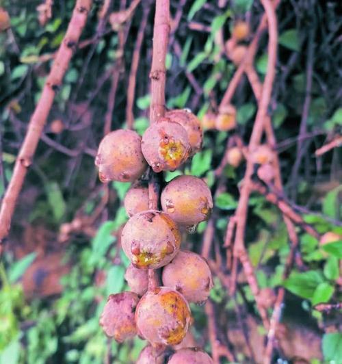 榕树的花语代表什么廉洁？