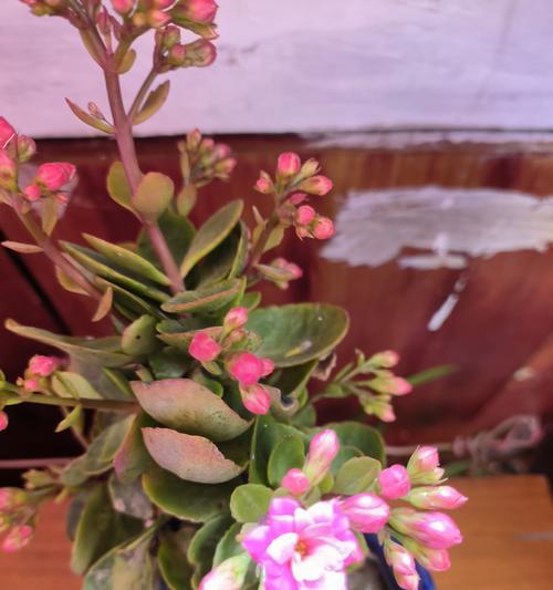 榕树的花语代表什么廉洁？